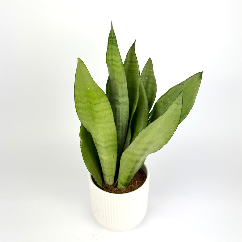 Snake Moonshine Indoor Houseplant