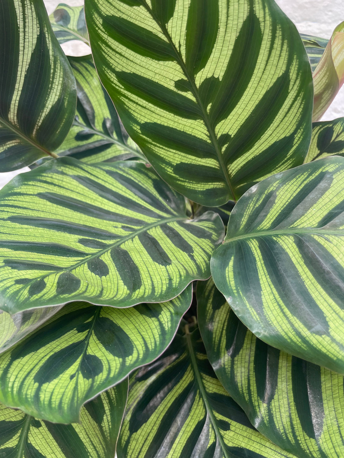 Calathea makoyana (Peacock plant)