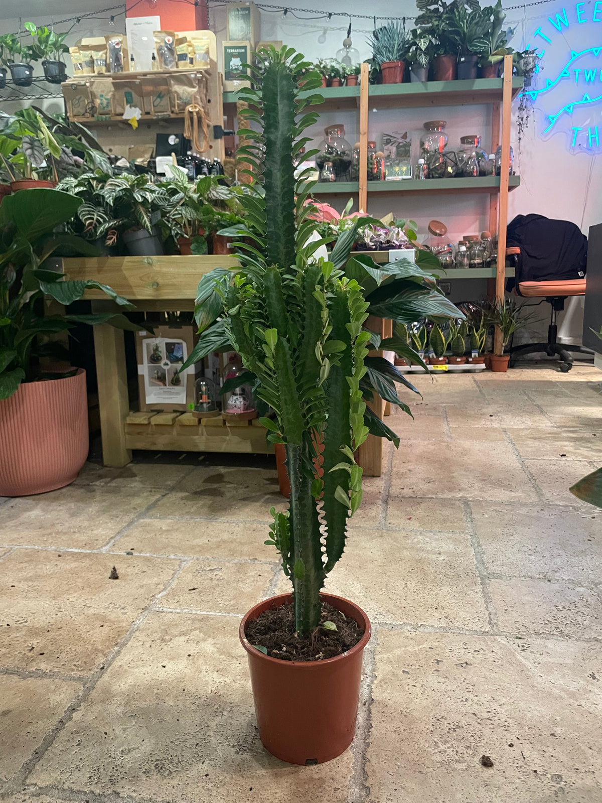 Euphorbia trigona (African Milk Tree)