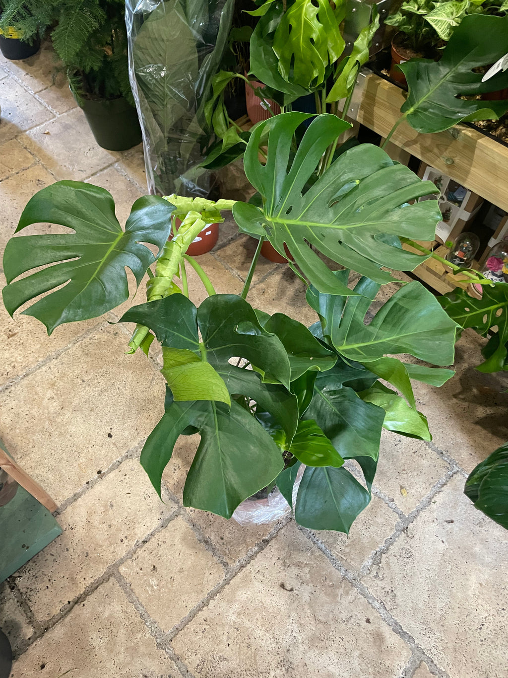 Monstera deliciosa (Swiss Cheese Plant)