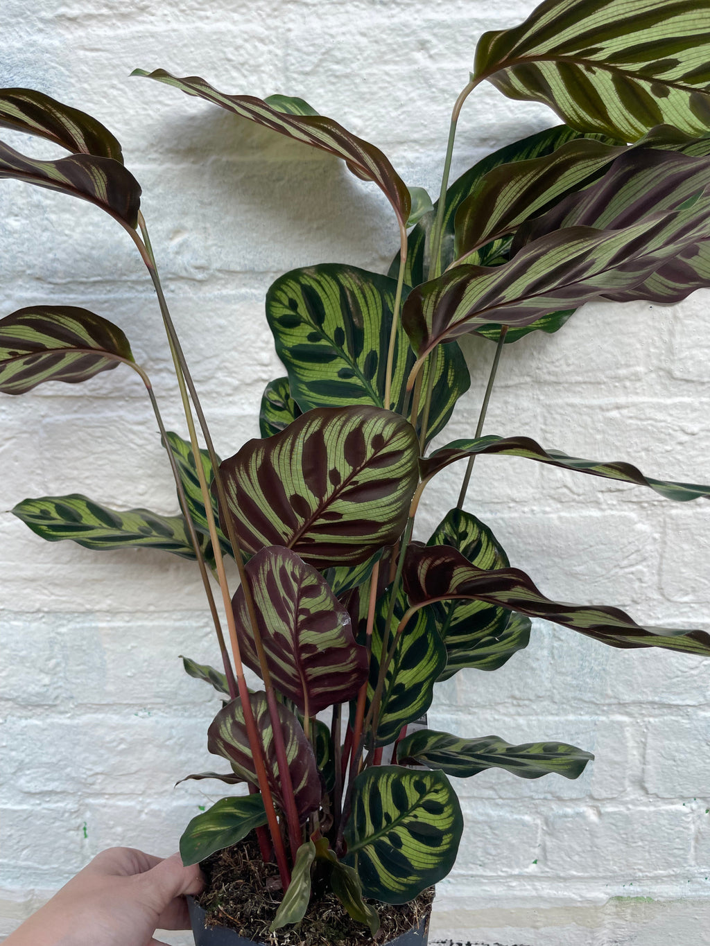 Calathea makoyana (Peacock plant)