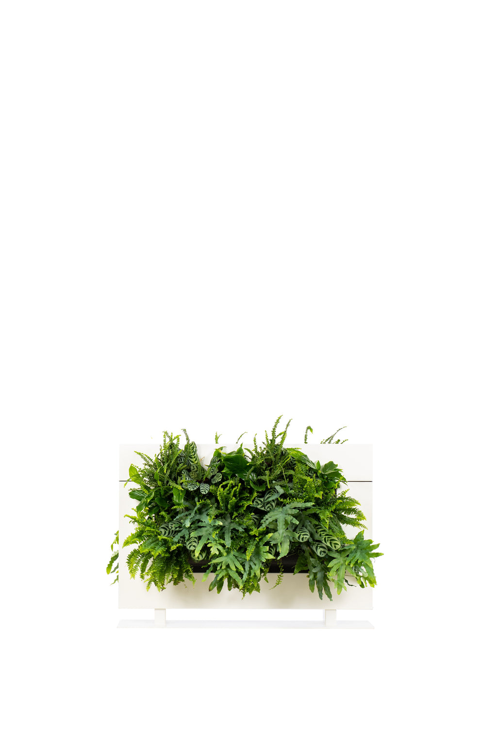 Freestanding Living Wall Divider | White | 81cm | Self-Irrigating | No Electricity Required