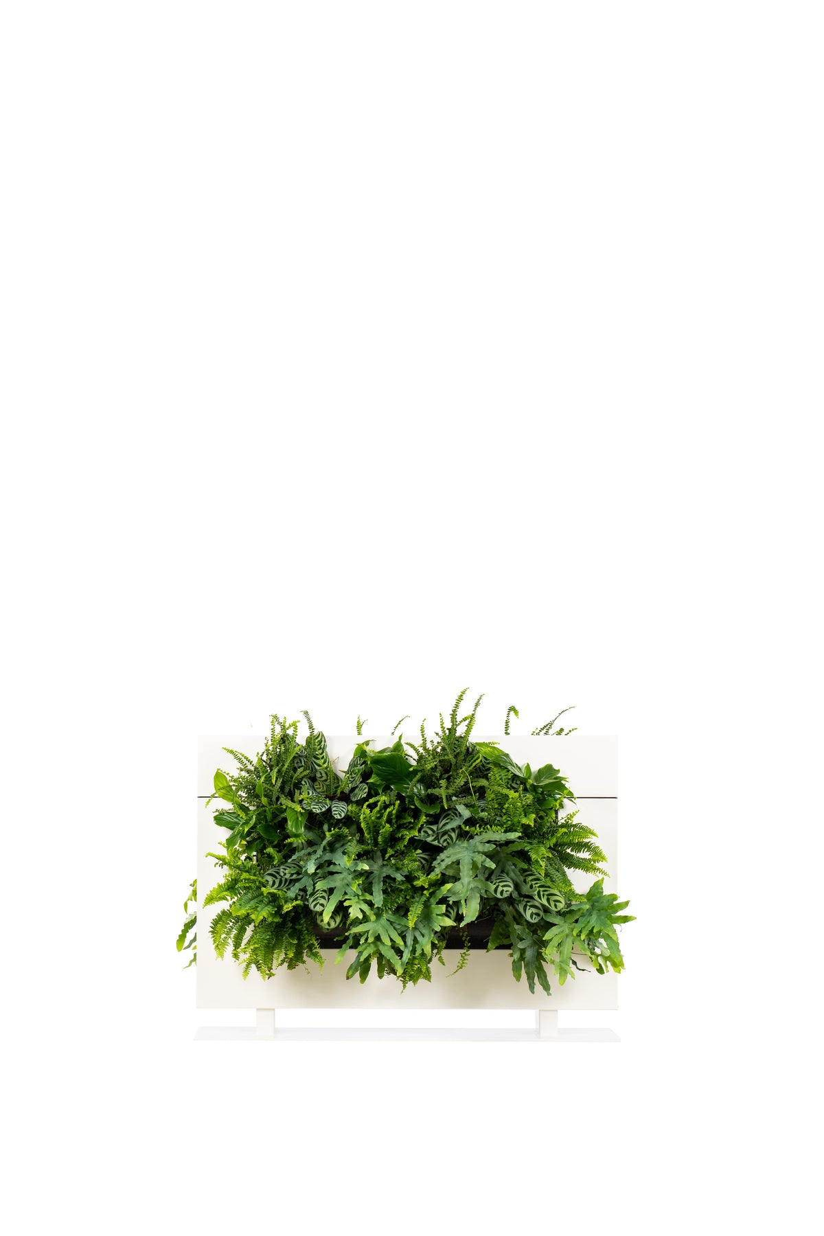 Freestanding Living Wall Divider | White | 81cm | Self-Irrigating | No Electricity Required