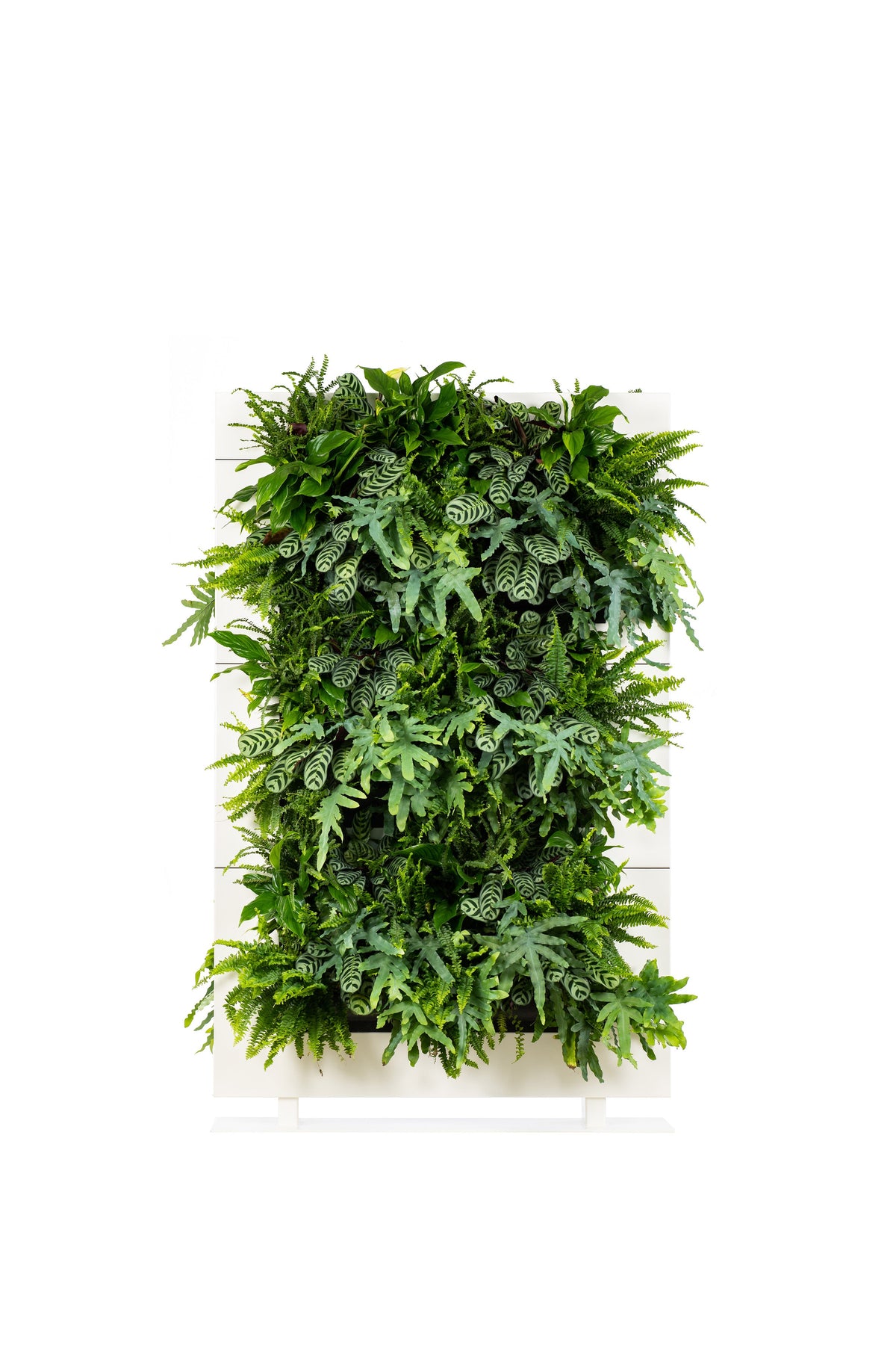 Freestanding Living Wall Divider | White | 180.5cm | Self-Irrigating | No Electricity Required