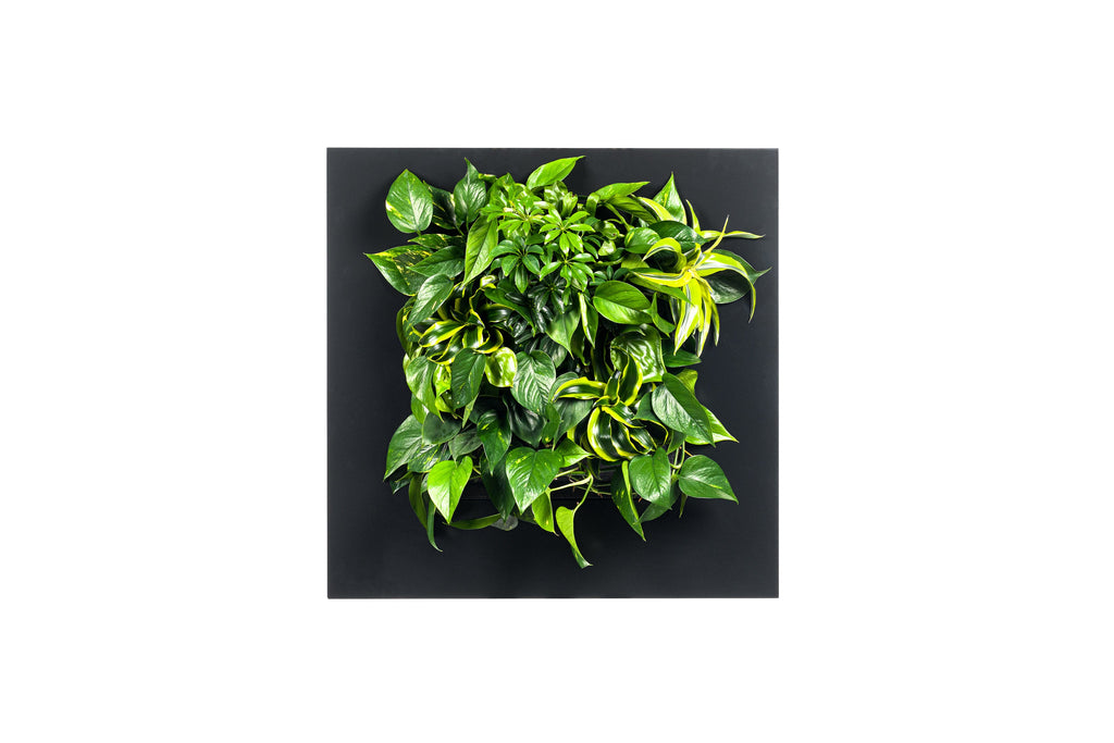 Living Wall Picture Frame | Black | 72cm | Self-Watering | No Plumbing Required