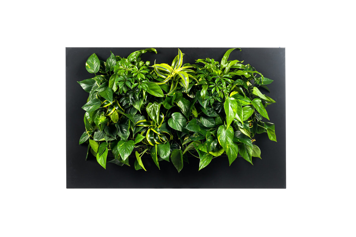 Living Wall Picture Frame | Black | 112cm | Self-Watering | No Plumbing Required