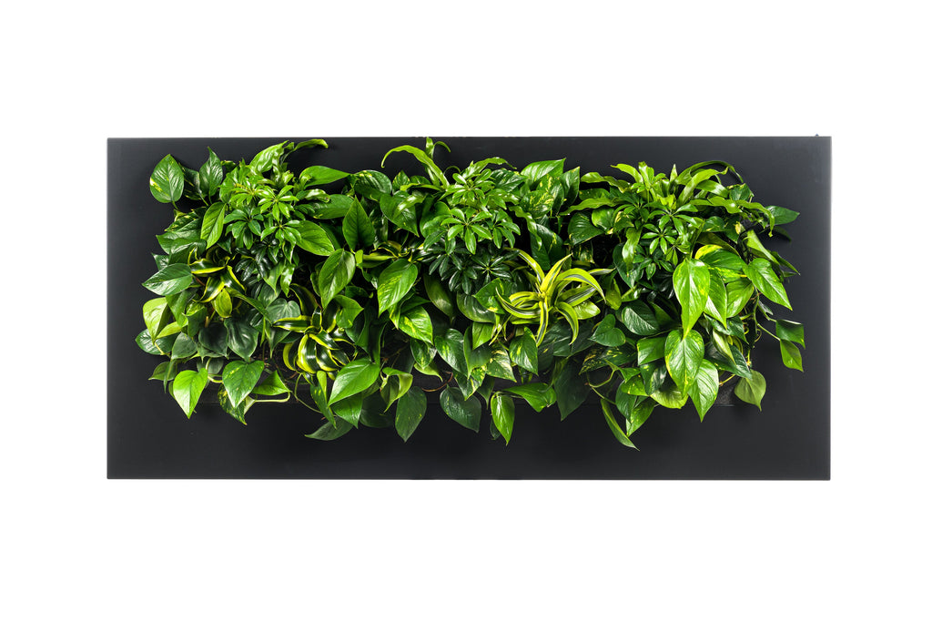 Living Wall Picture Frame | Black | 152cm | Self-Watering | No Plumbing Required