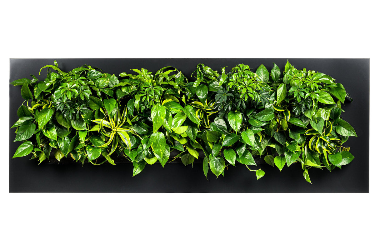Living Wall Picture Frame | Black | 192cm | Self-Watering | No Plumbing Required