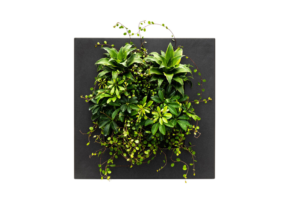 Bamboo Living Wall Picture Frame | Black | 51.6cm | Self-Watering | Indoor & Outdoor