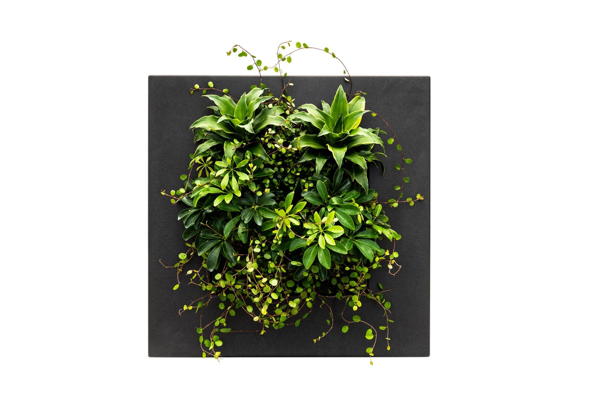 Bamboo Living Wall Picture Frame | Black | 51.6cm | Self-Watering | Indoor & Outdoor