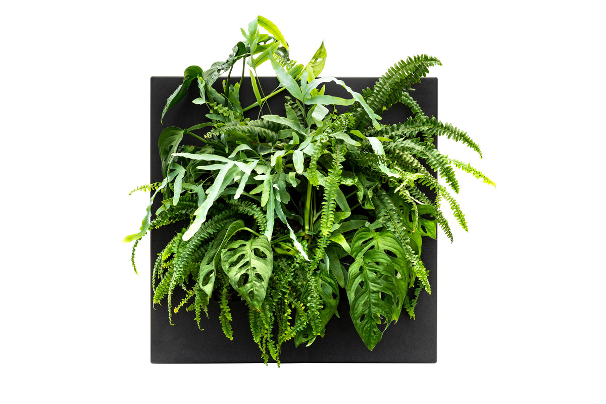Bamboo Living Wall Picture Frame | Black | 51.6cm | Self-Watering | Indoor & Outdoor