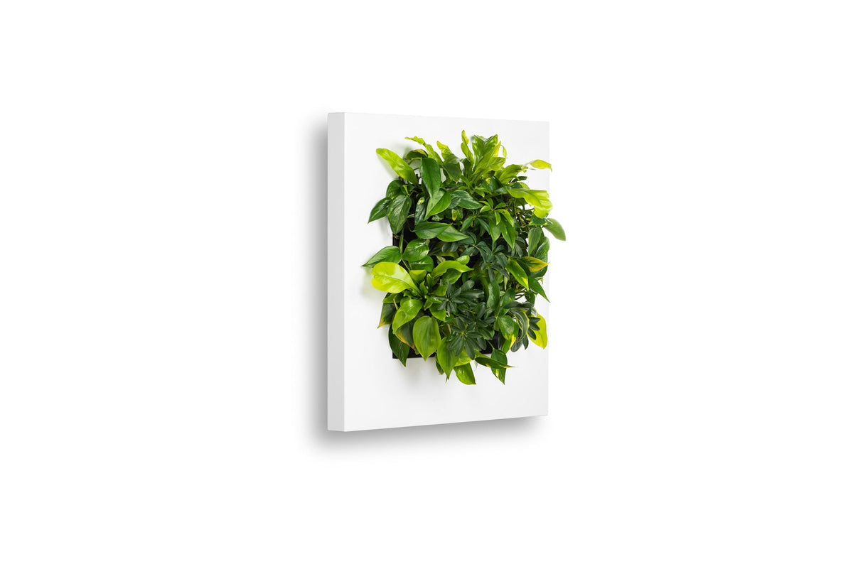 Living Wall Picture Frame | White | 72cm | Self-Watering | No Plumbing Required