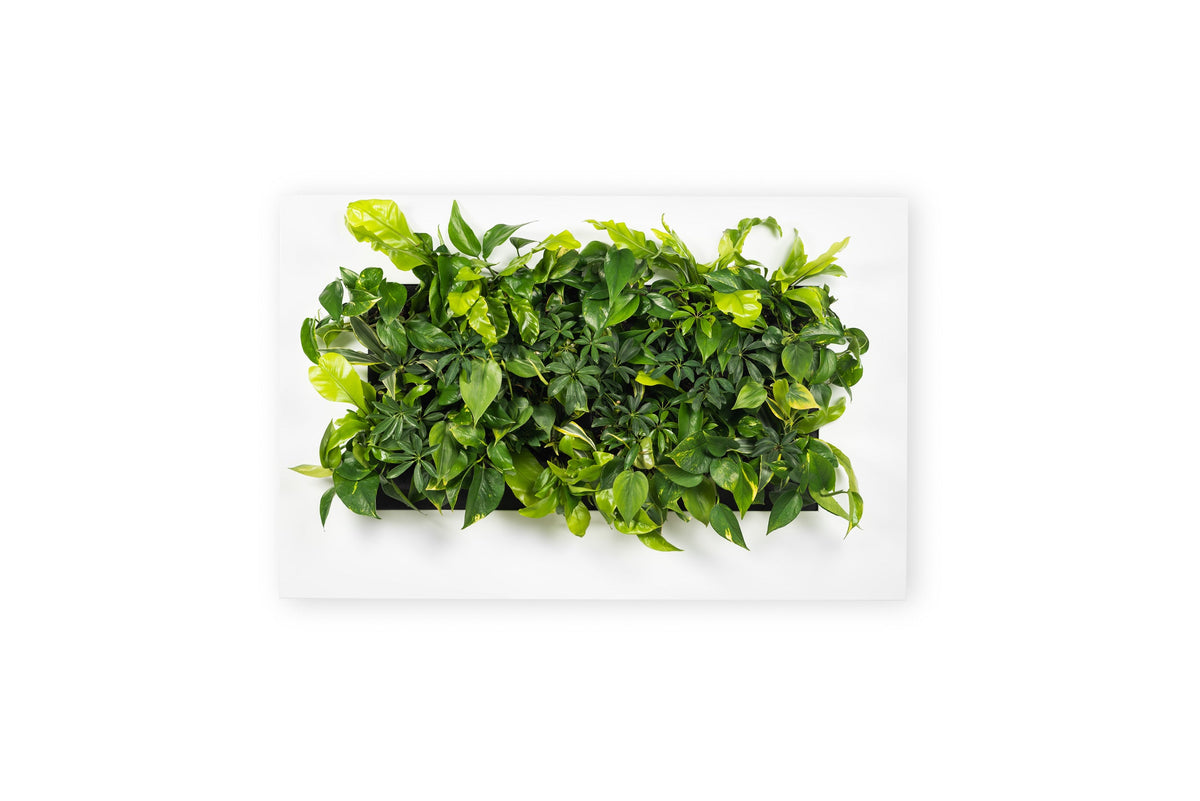 Living Wall Picture Frame | White | 112cm | Self-Watering | No Plumbing Required