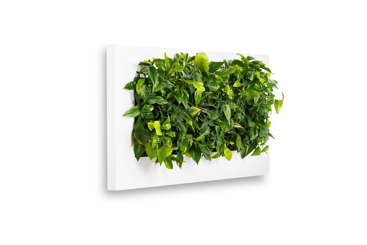 Living Wall Picture Frame | White | 152cm | Self-Watering | No Plumbing Required