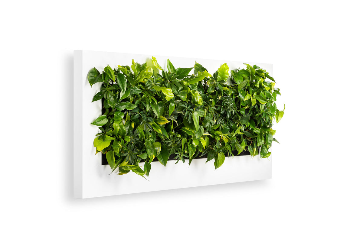 Living Wall Picture Frame | White | 192cm | Self-Watering | No Plumbing Required
