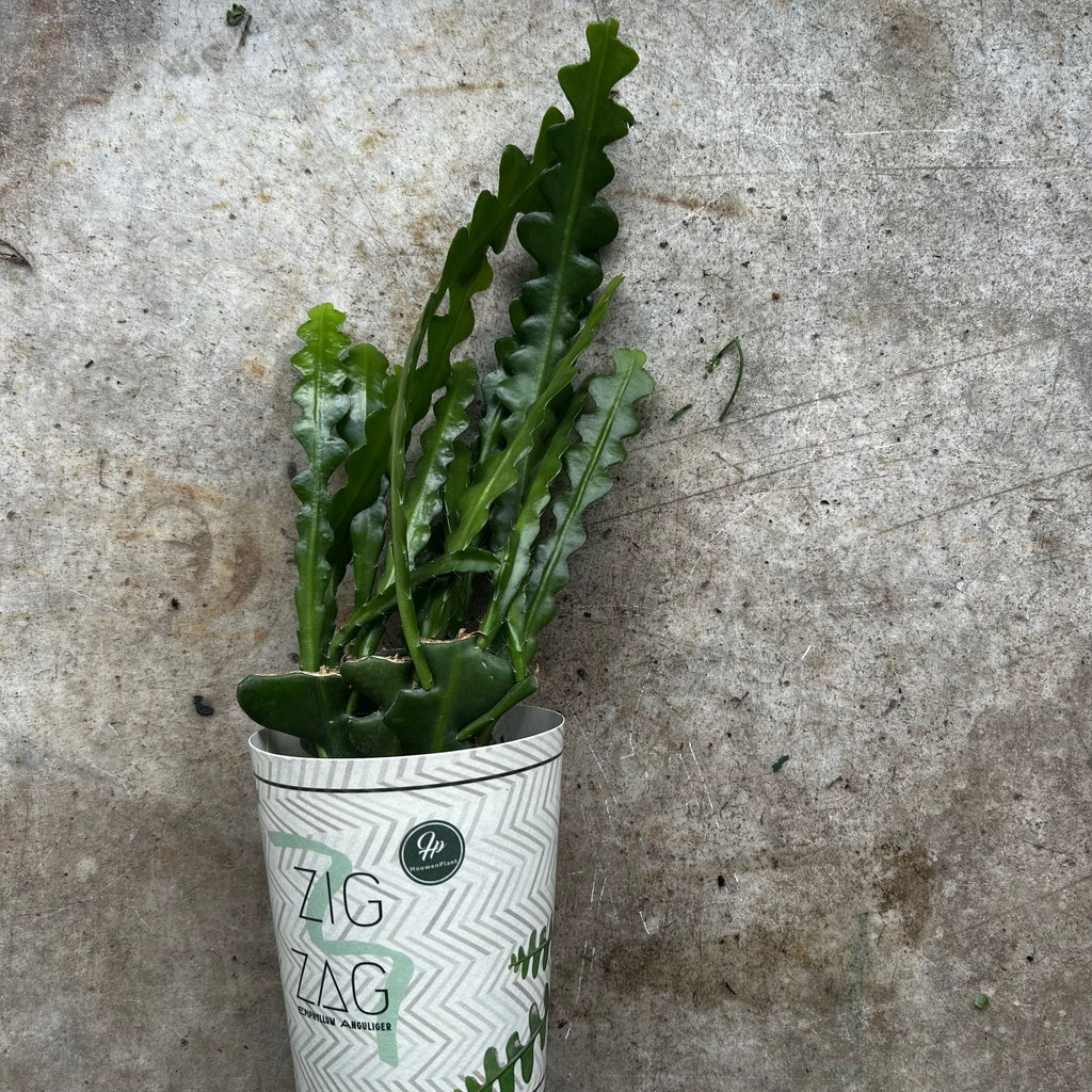 Disocactus anguliger (Fishbone Cactus)