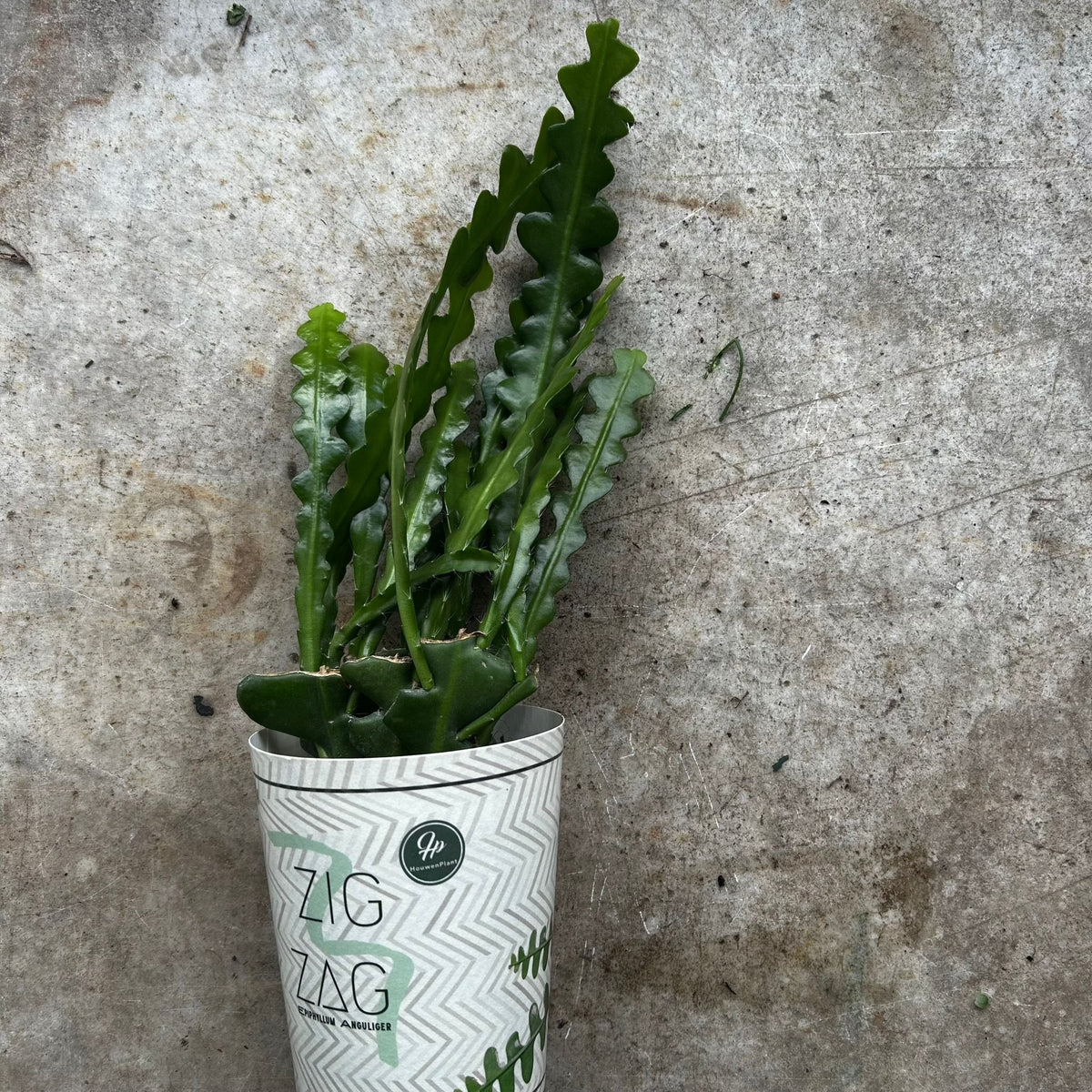 Disocactus anguliger (Fishbone Cactus)