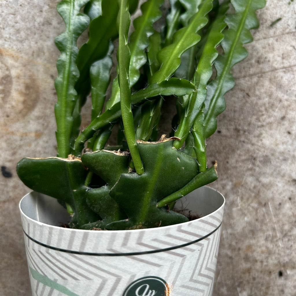Disocactus anguliger (Fishbone Cactus)