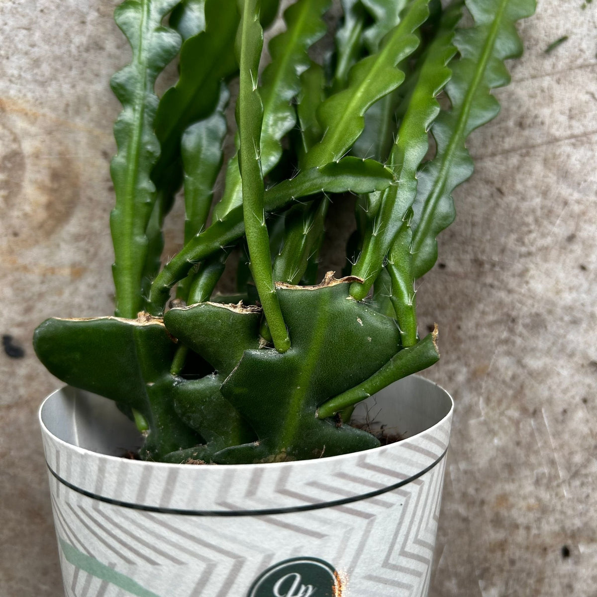 Disocactus anguliger (Fishbone Cactus)