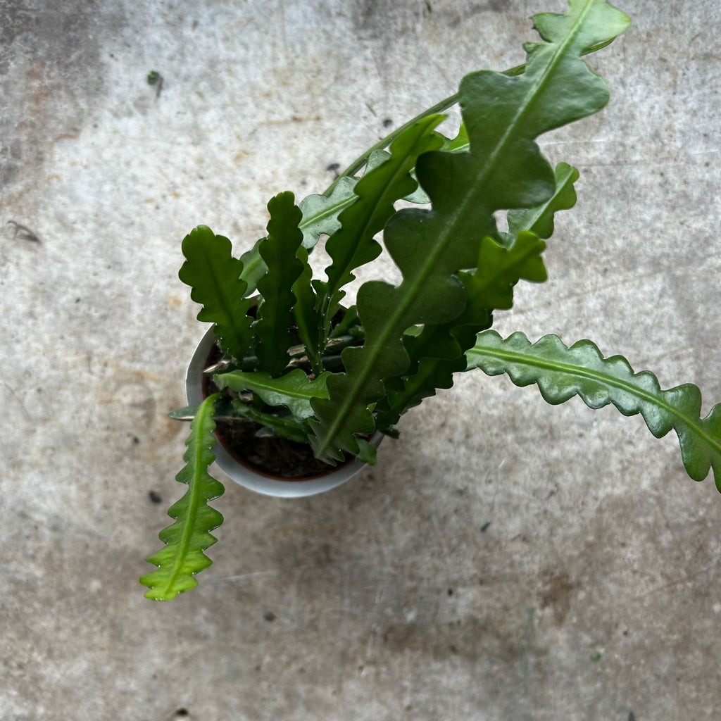 Disocactus anguliger (Fishbone Cactus)
