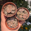 Lithops (Living Stones)