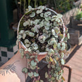 Ceropegia woodii 'Silver Glory' (String of Hearts)