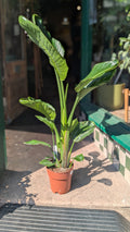 Strelitzia nicolai (White Bird of Paradise)
