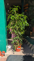 Ficus benjamina 'Exotica' (Weeping Fig)