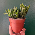 Crassula ovata 'Gollum' (Jade plant)