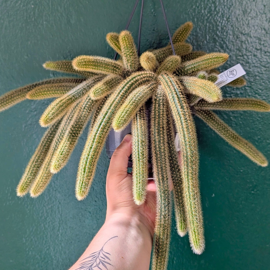 Cleistocactus winteri (Golden Rat Tail cactus)