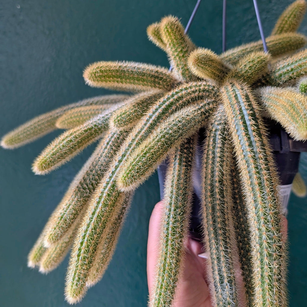 Cleistocactus winteri (Golden Rat Tail cactus)