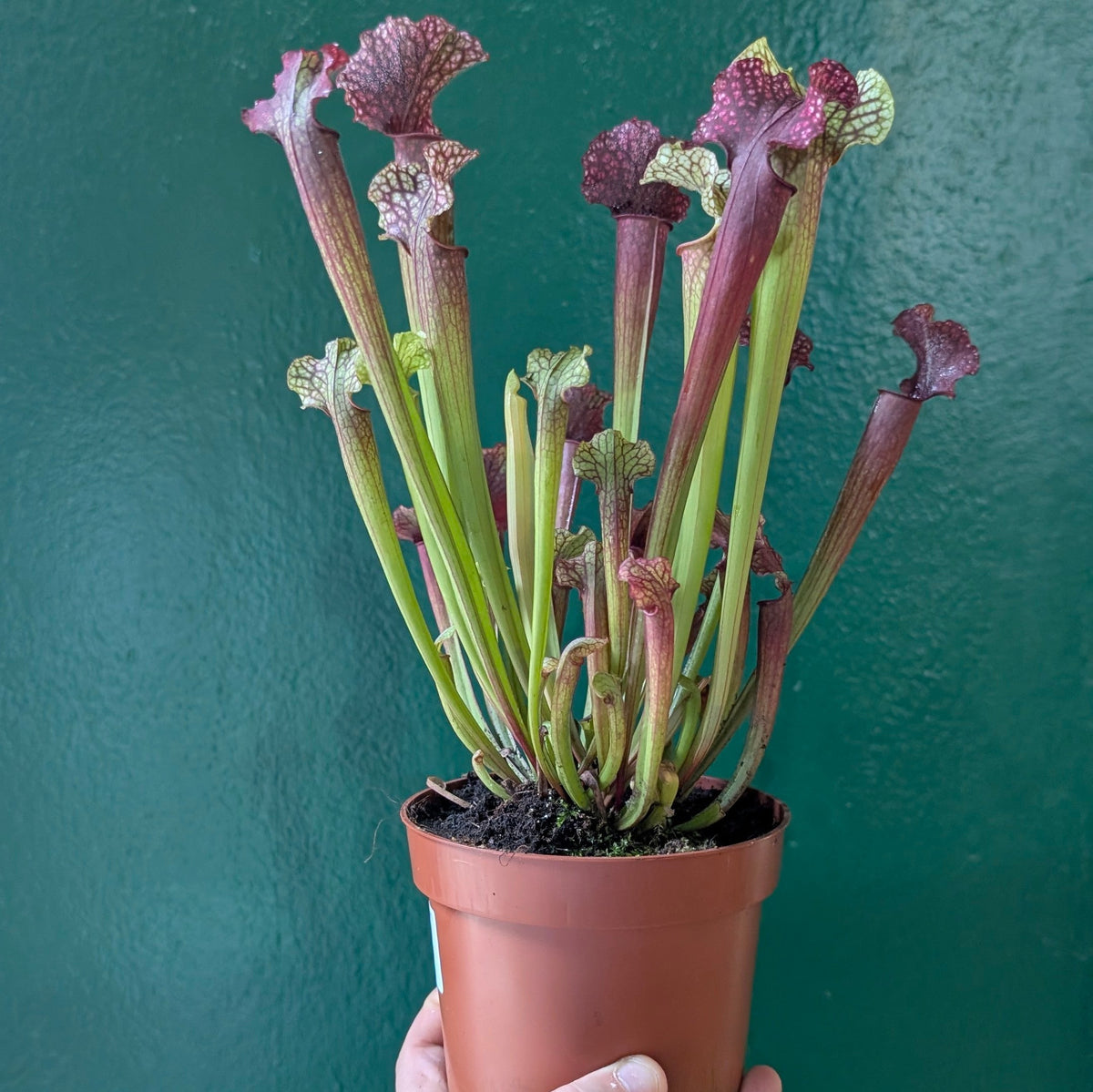 Sarracenia (Trumpet Pitcher plant)