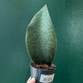 Sansevieria masoniana (Whales fin)