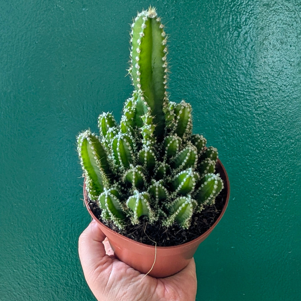 Cereus Peruvianus 'Florida'
