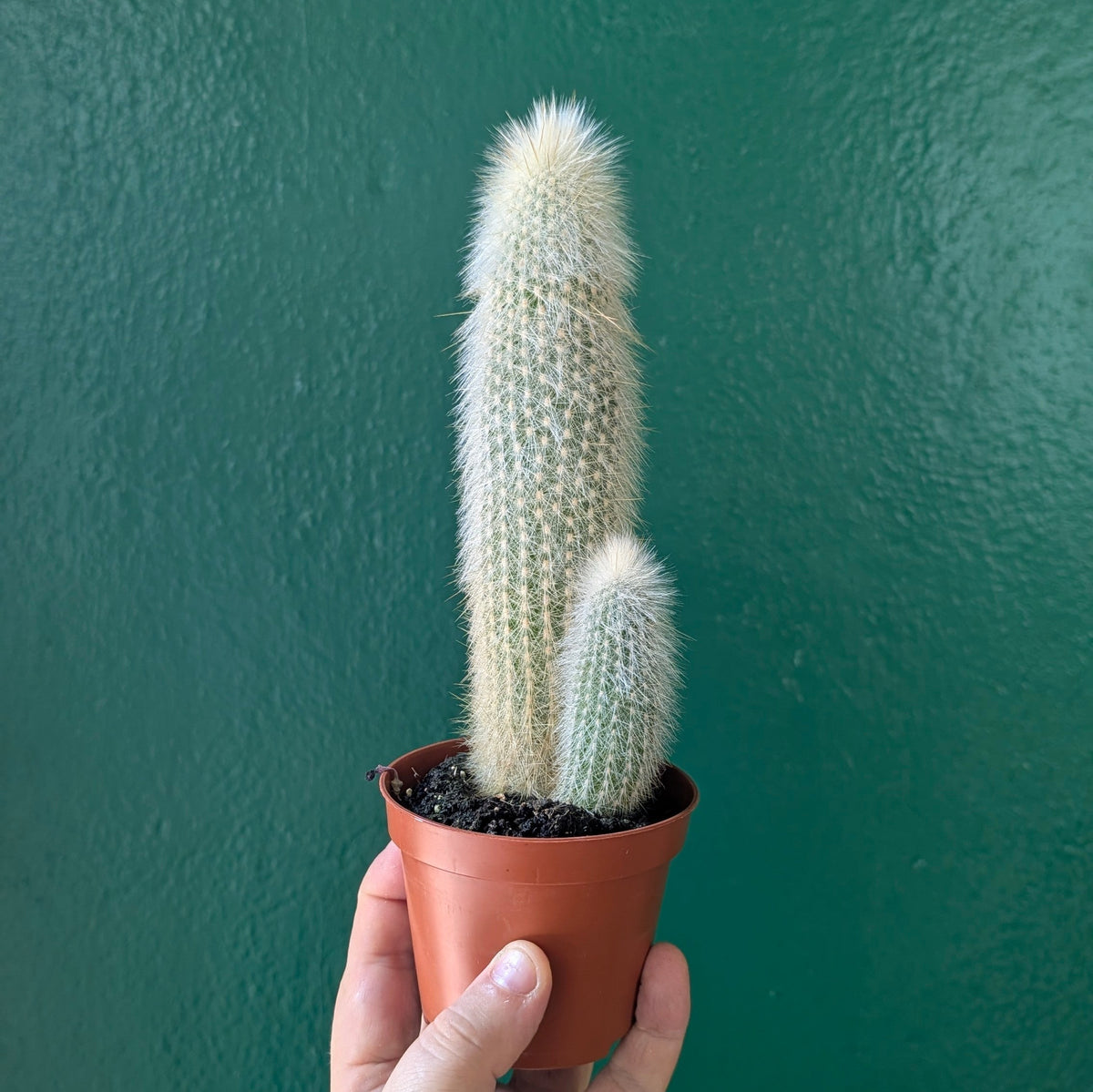 Cleistocactus strausii (Wooly torch Cactus)