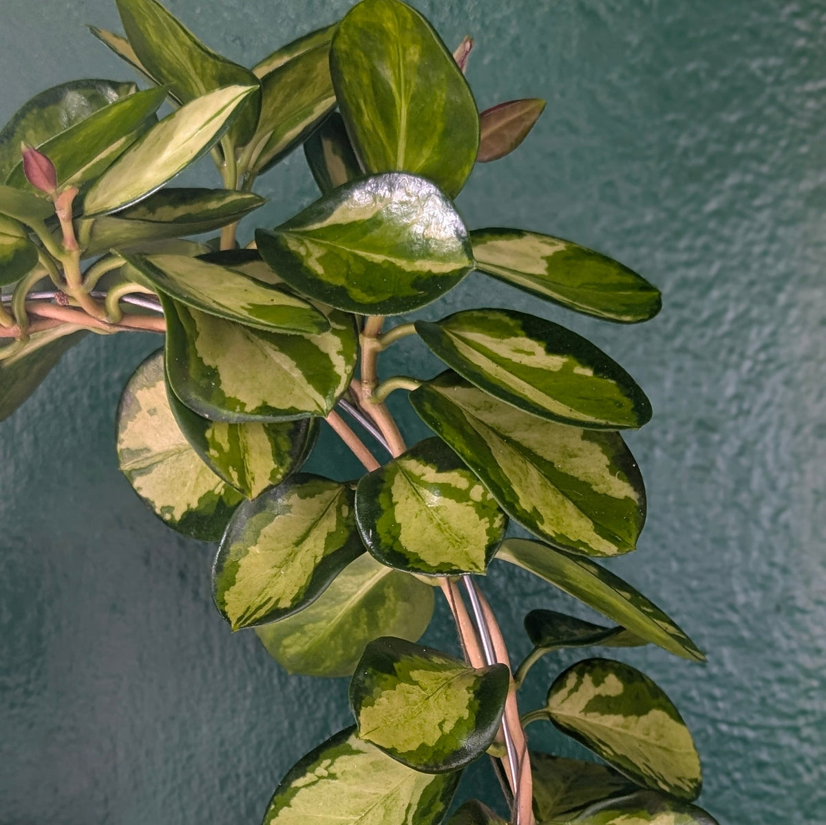 Hoya australis 'Lisa'