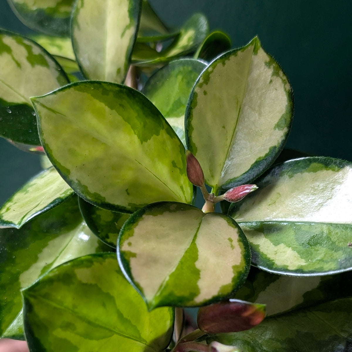 Hoya australis 'Lisa'