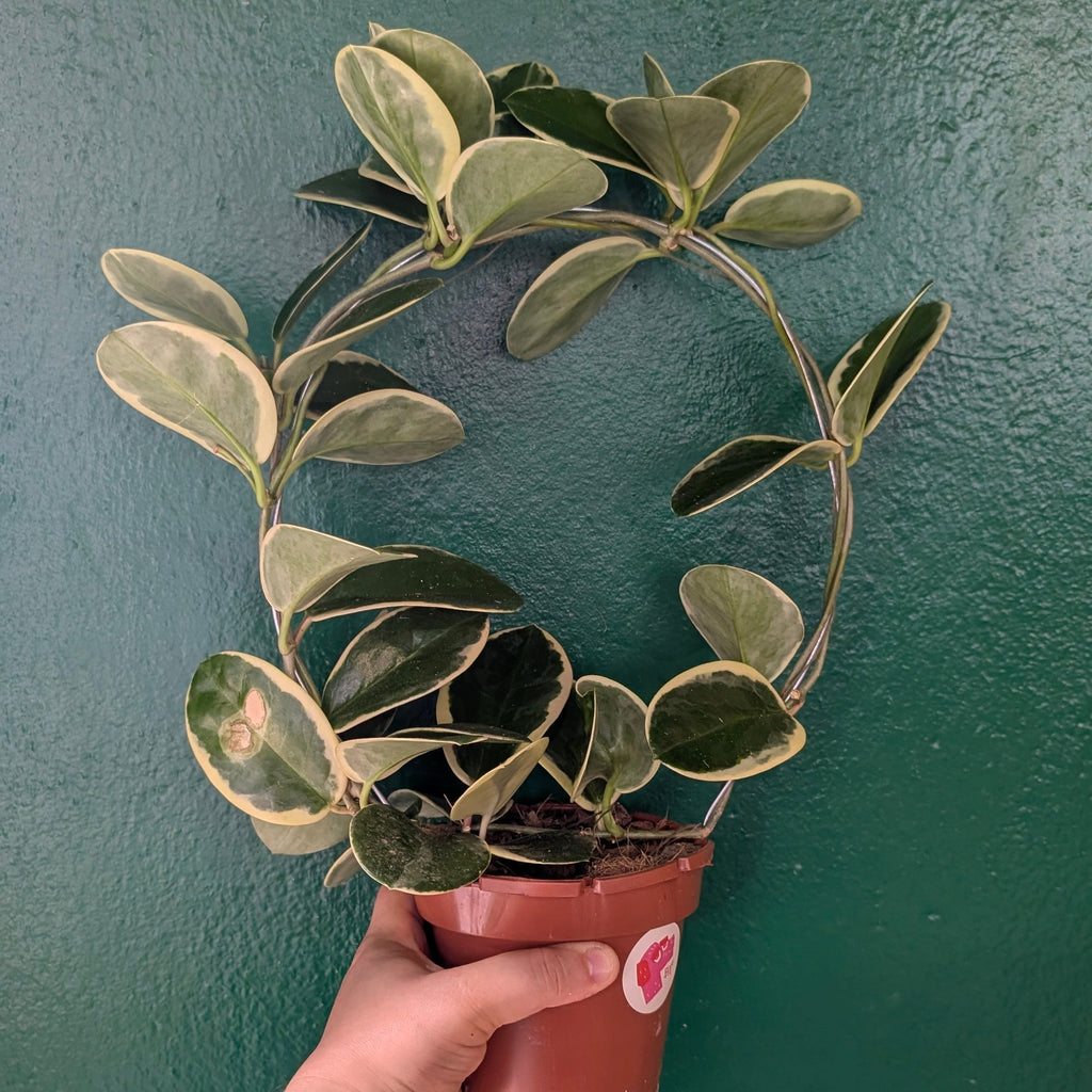 Hoya australis 'Blondie'
