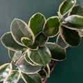 Hoya australis 'Blondie'