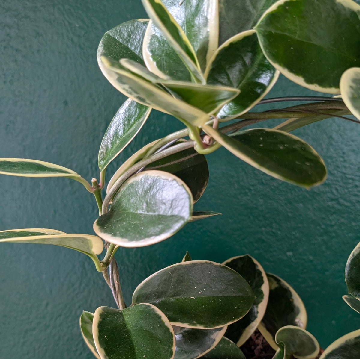 Hoya australis 'Blondie'