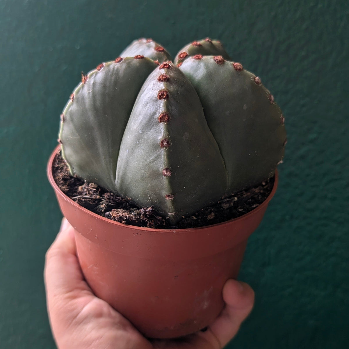 Astrophytum myriostigma (Bishop’s Mitre)