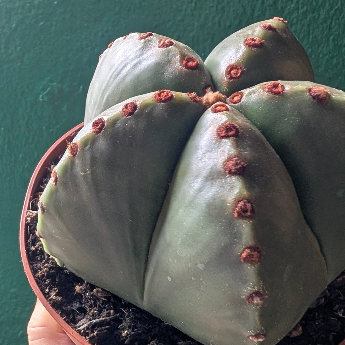 Astrophytum myriostigma (Bishop’s Mitre)