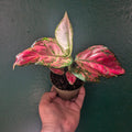 Aglaonema 'Pinky Promise' (Chinese Evergreen)