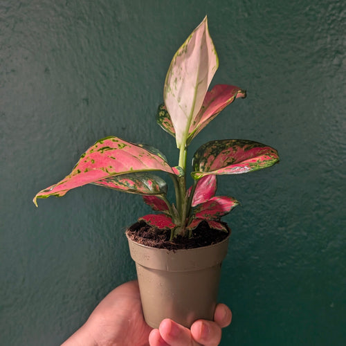 Aglaonema 'Pinky Promise' (Chinese Evergreen)