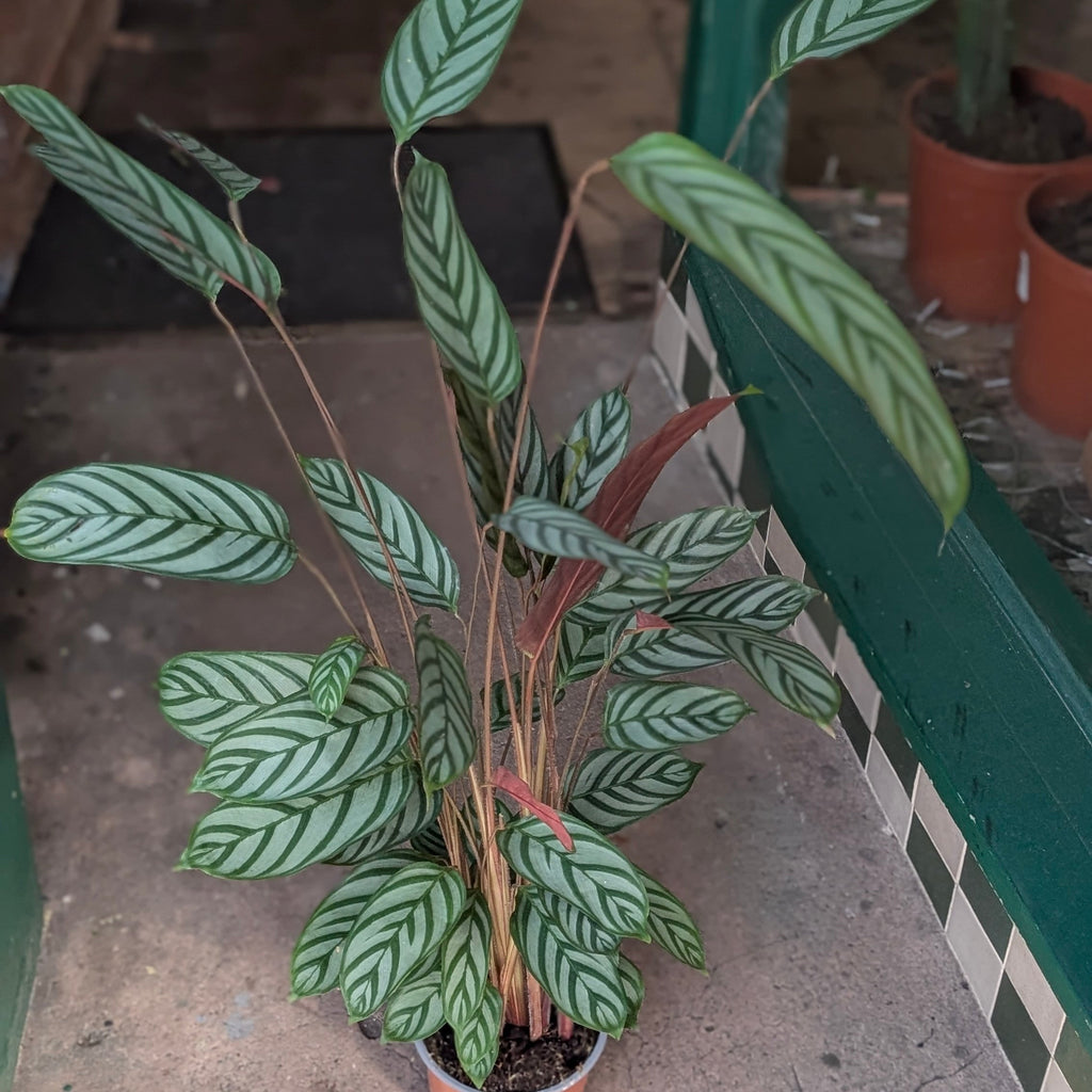 Ctenanthe setosa 'Compact Star'