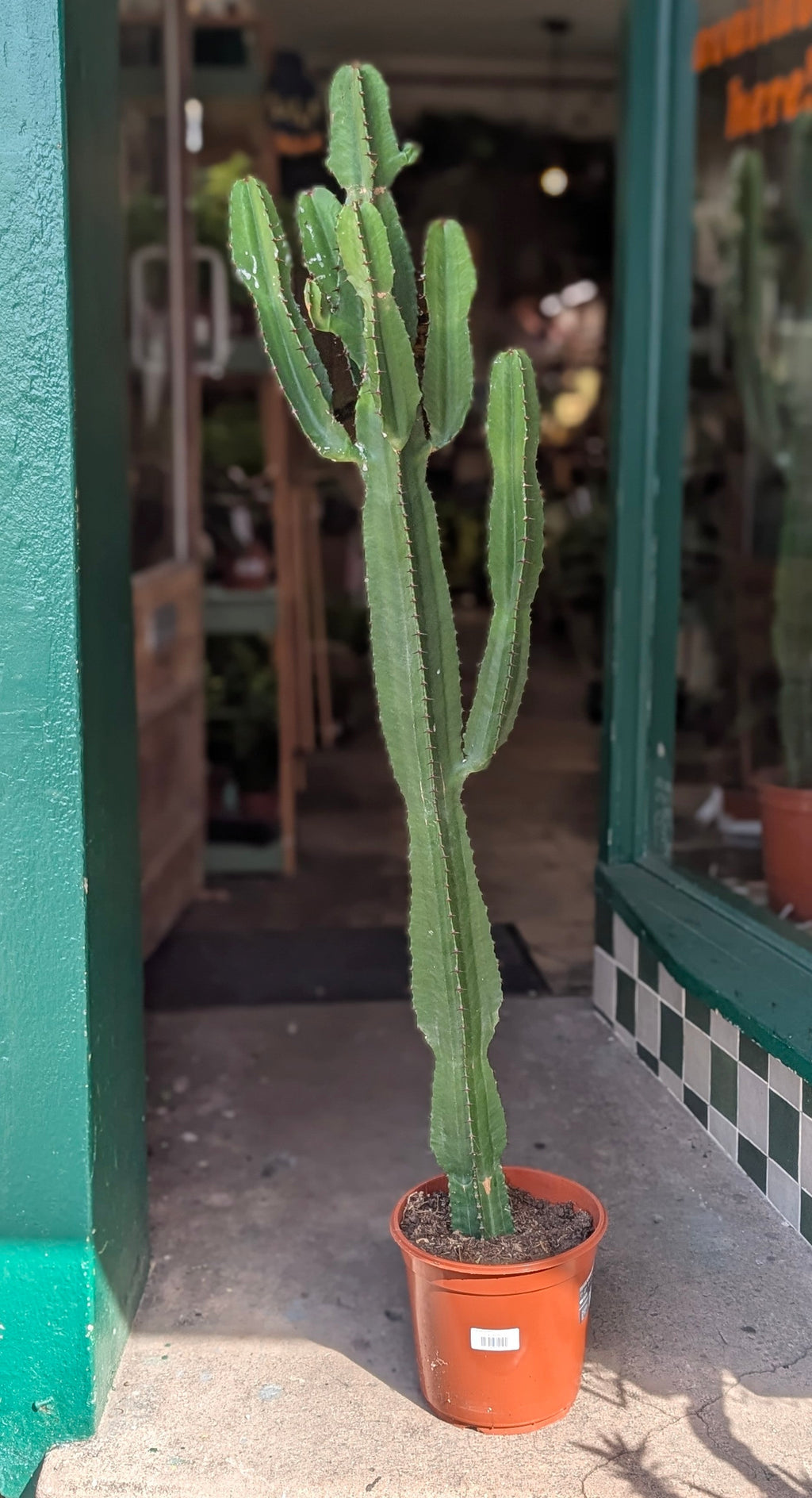 Euphorbia acrurensis (Desert Candle Cactus)