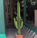Euphorbia ingens (Cowboy Cactus)
