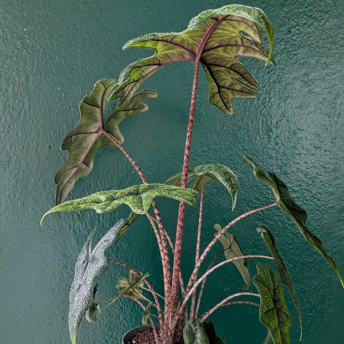 Alocasia 'Jacklyn'