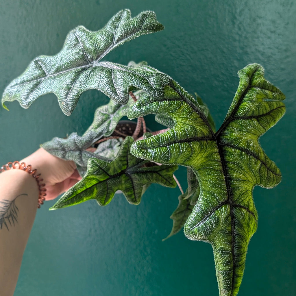 Alocasia 'Jacklyn'