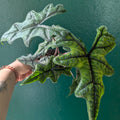 Alocasia 'Jacklyn'